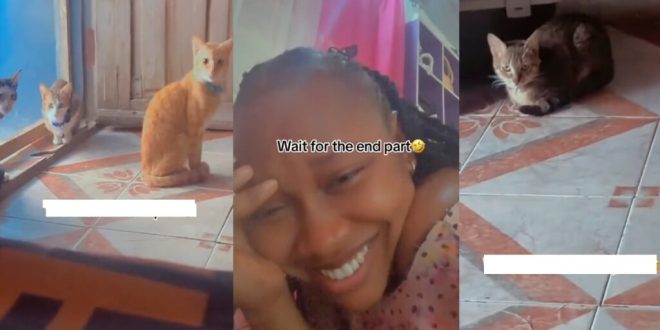 “Na wetin dey make some cats turn w!tch be this” – Lady shows her cats’ expression when she intentionally delayed feeding them (VIDEO)